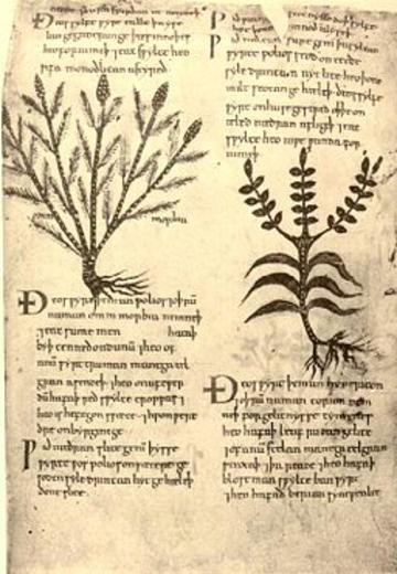 256px herbarium apuleii 256px herbarium apuleii