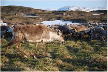 reindeer